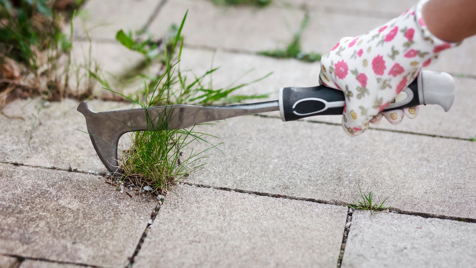 A gloved hand using a narrow paving knife to remove grass from a paving joint