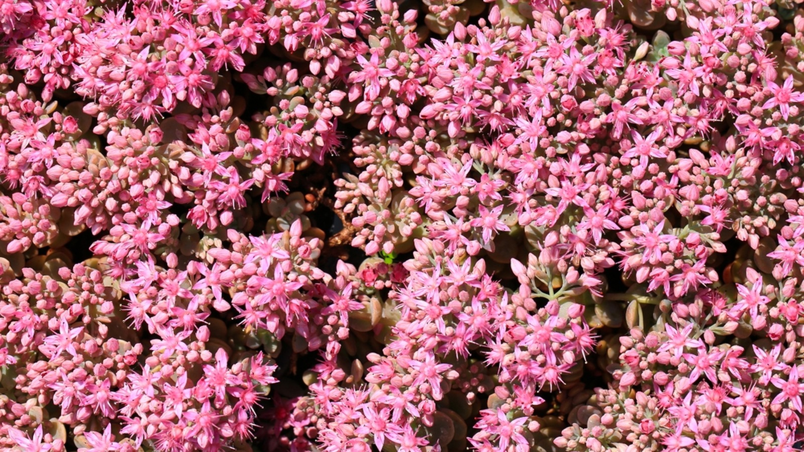Pink star-shaped stonecrop flowers above small succulent leaves