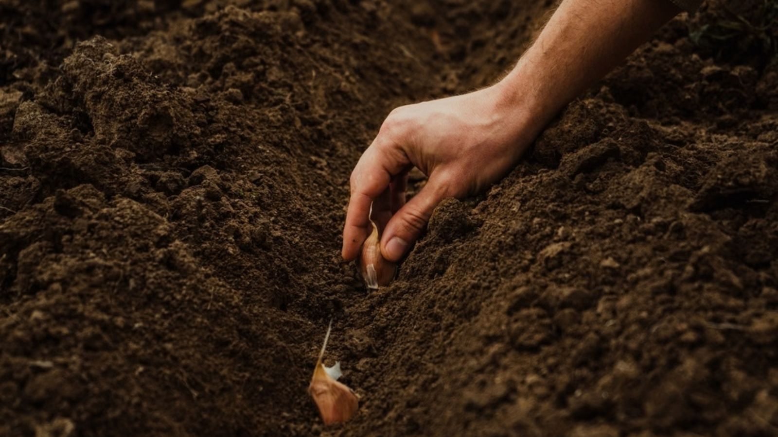 planting garlic cloves