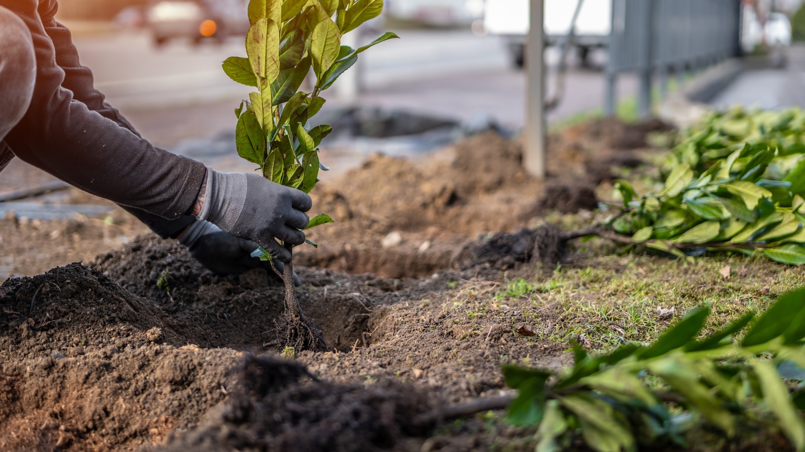 Gloved hands positioning a young shrub in a prepared planting trench