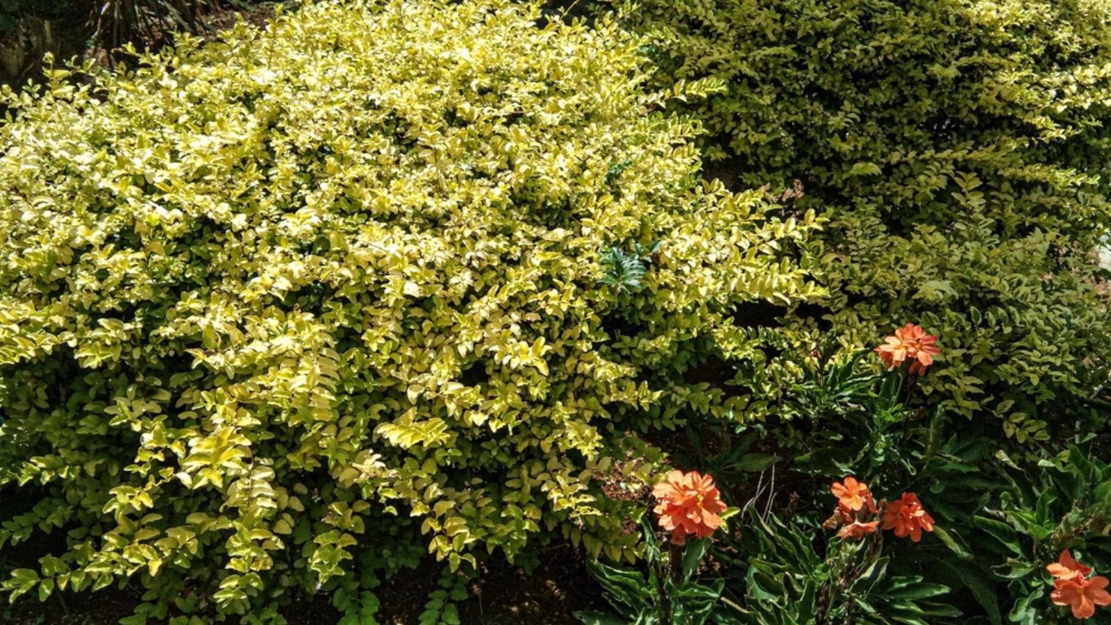 privet