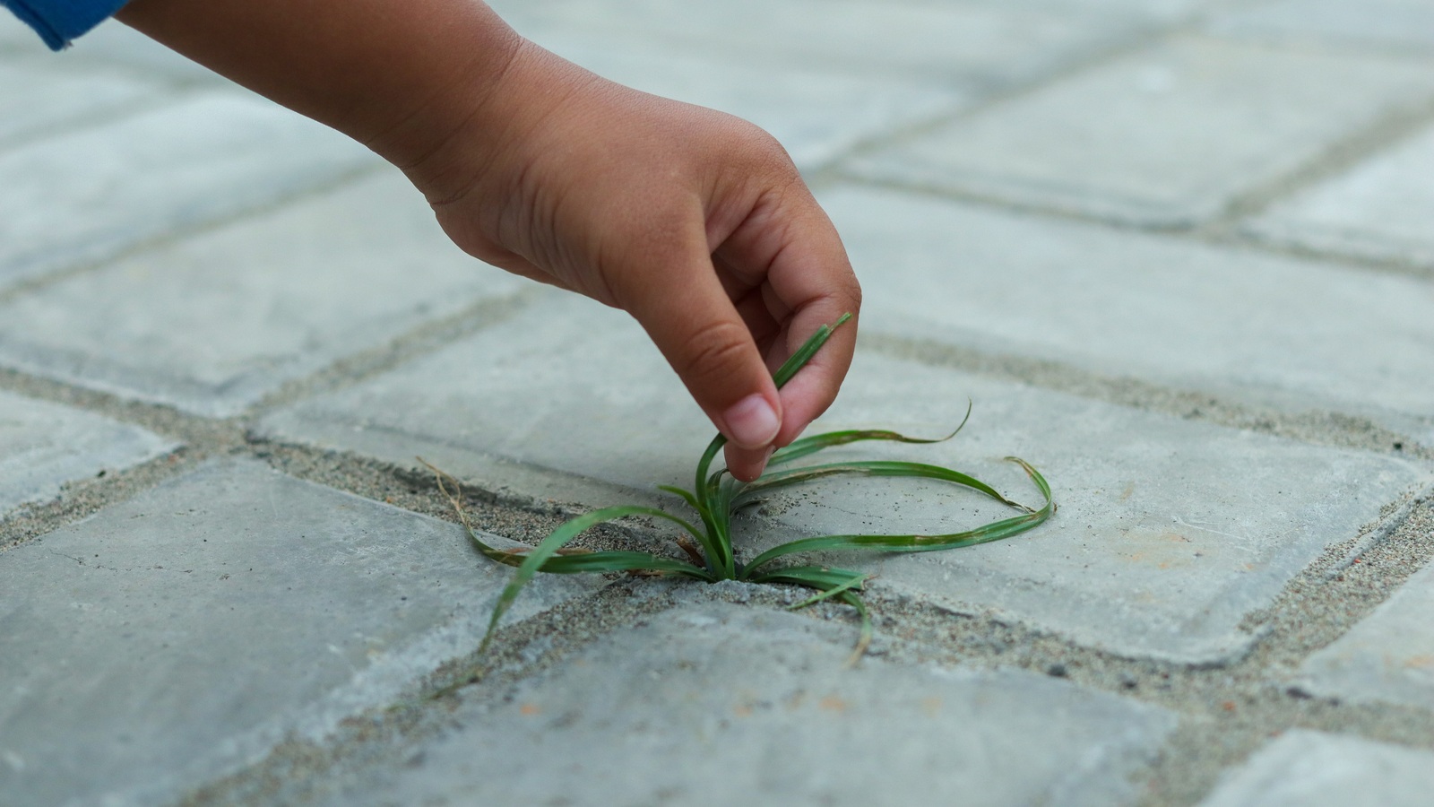 A hand pulling a small grass weed from a joint between paving blocks