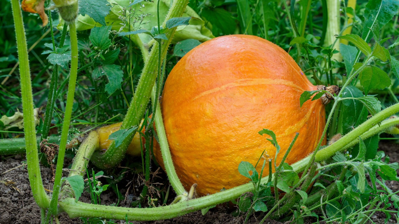 Orange pumpkin resting among leafy vines at soil level in a garden