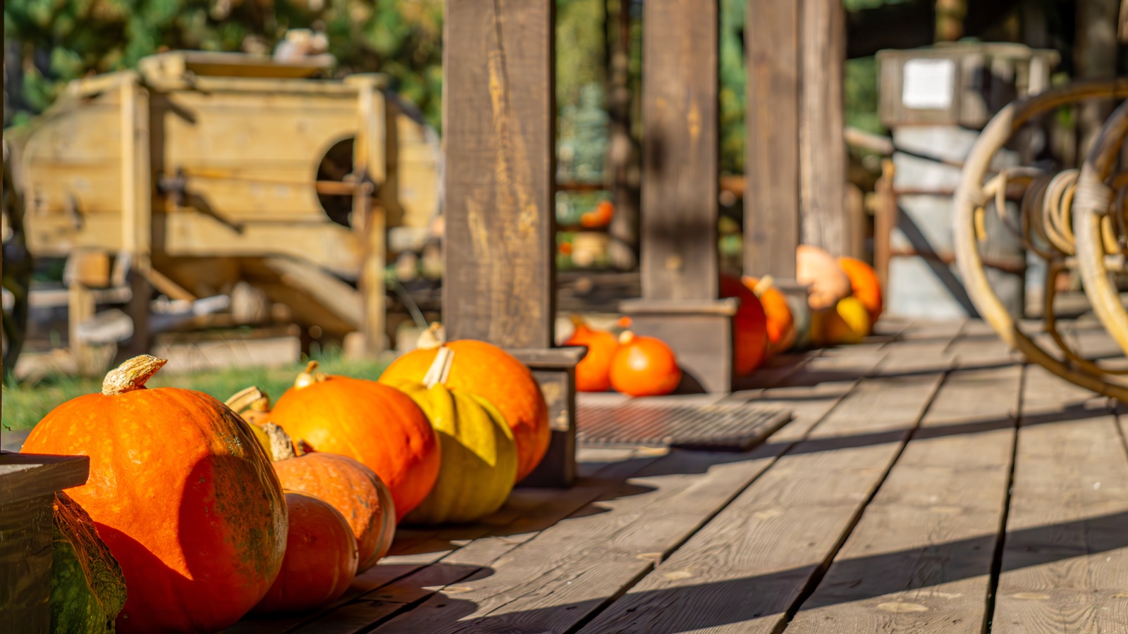 Whole harvested pumpkins arranged along the dry boards of a wooden porch