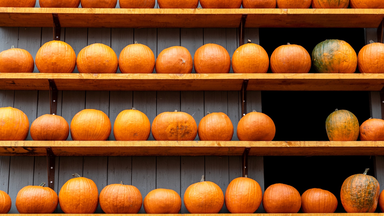 Rows of whole orange pumpkins resting in single layers on wooden shelves