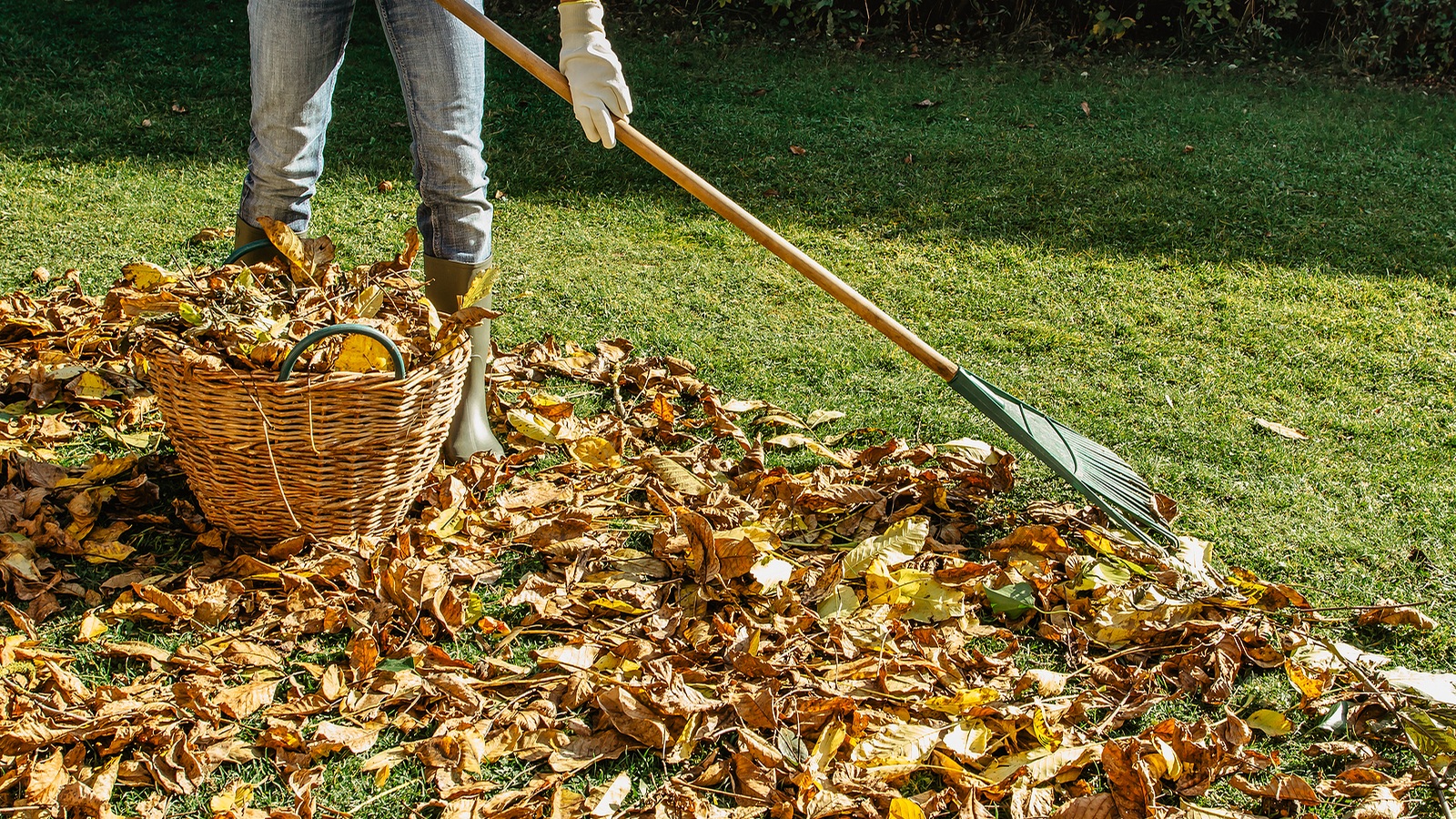 A person raking fallen autumn leaves in a garden