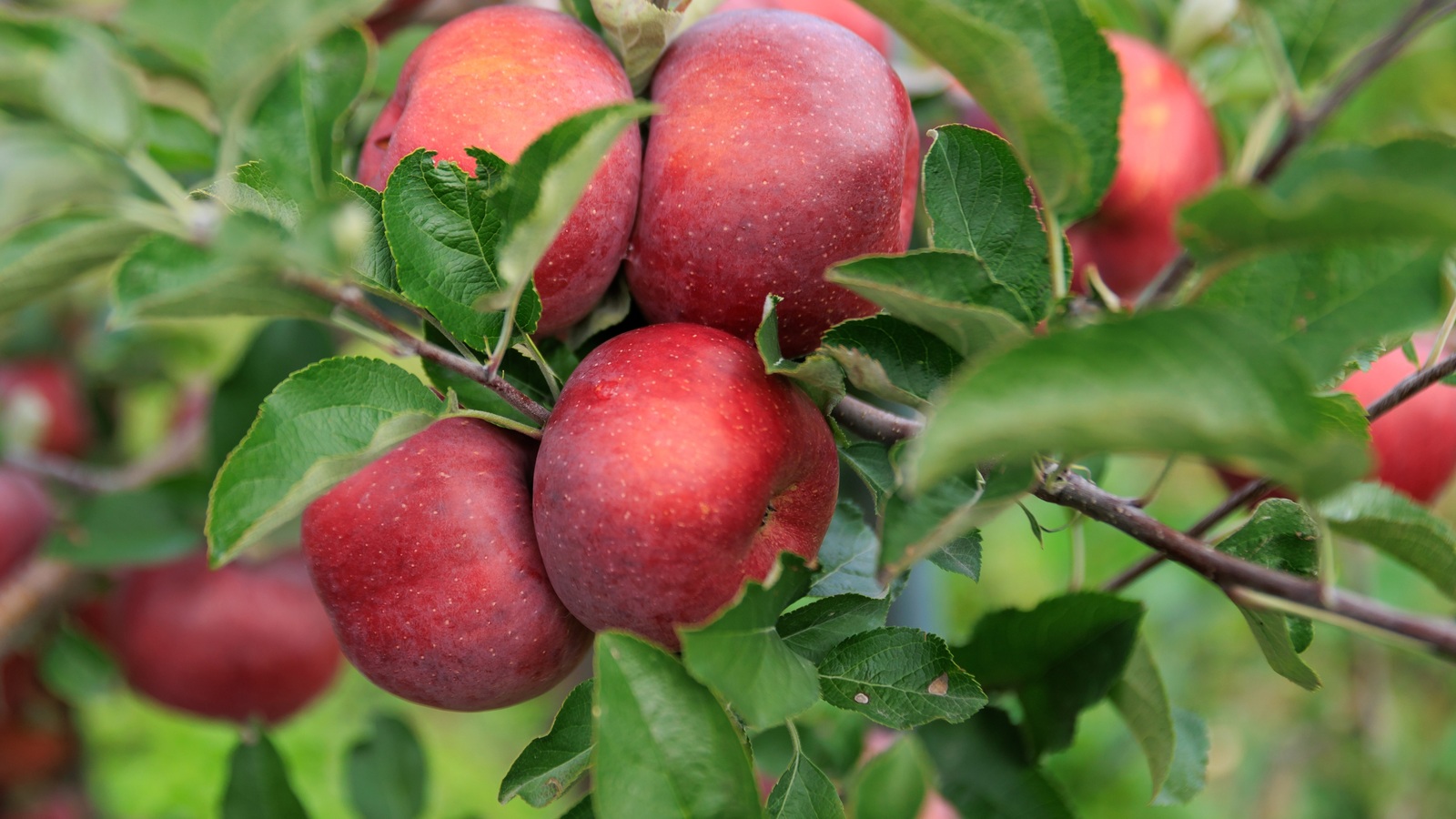 Ripe red apples hanging from branches in an orchard