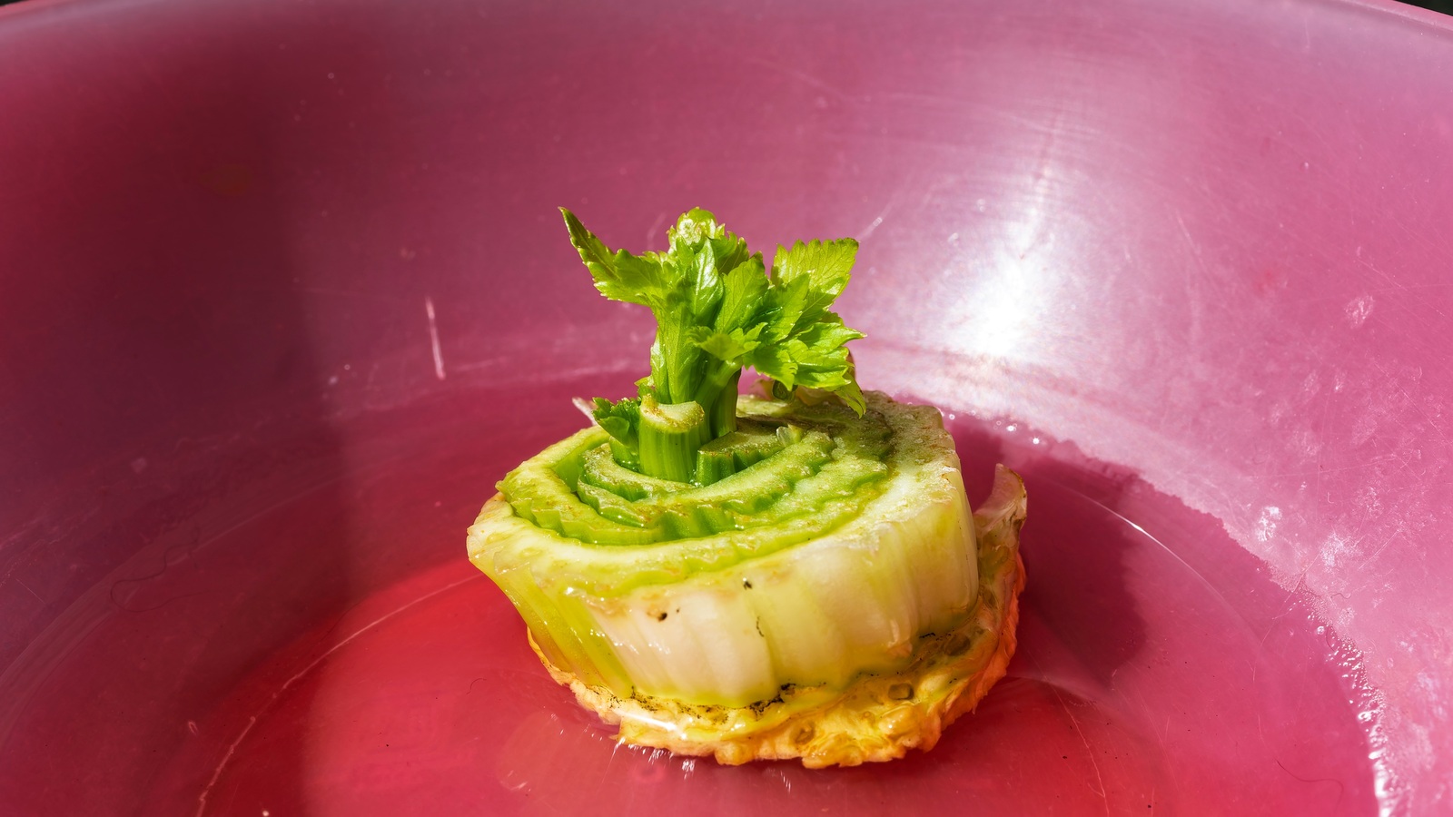 Fresh green leaves emerging from a cut celery base standing in shallow water in a pink bowl