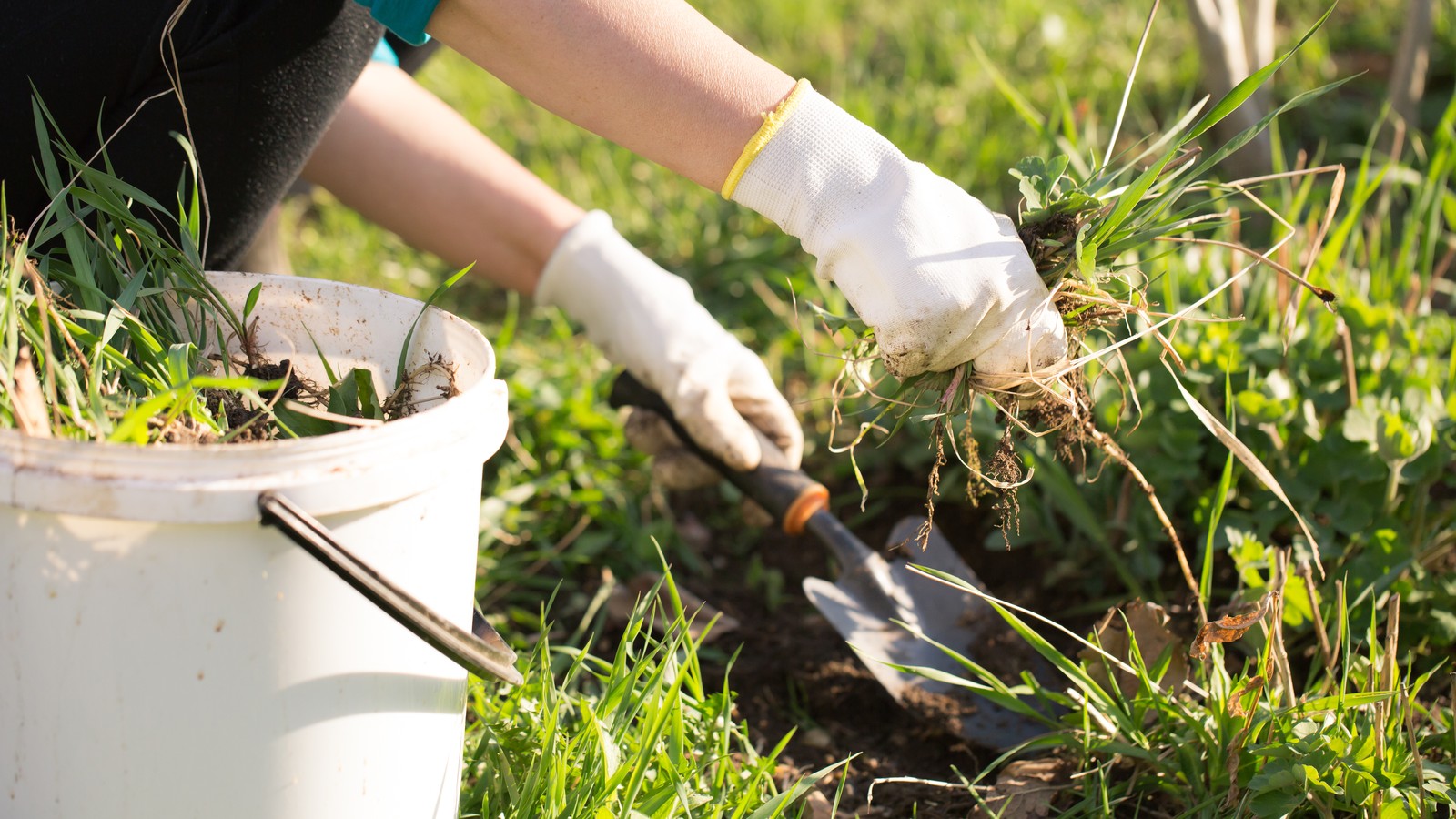 Gloved hands lifting weeds and their roots from garden soil with a hand trowel