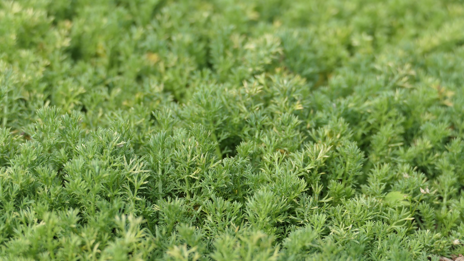 Fine green foliage forming a nonflowering Treneague Roman chamomile lawn