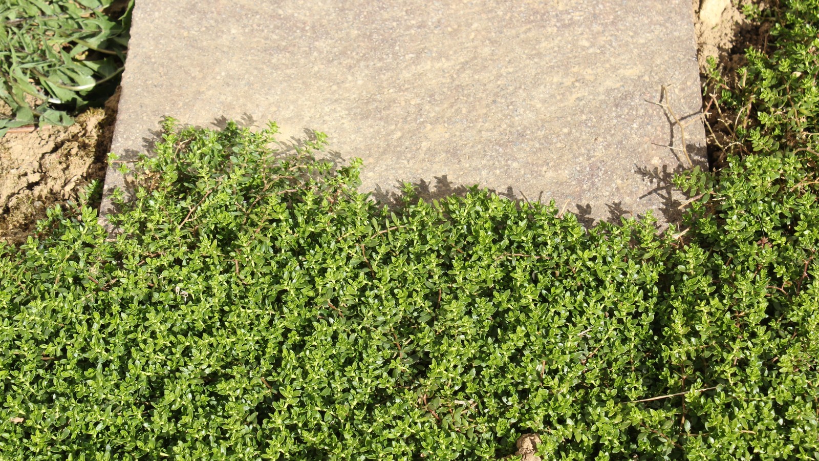 Dense green rupturewort growing along the edge of a stone slab