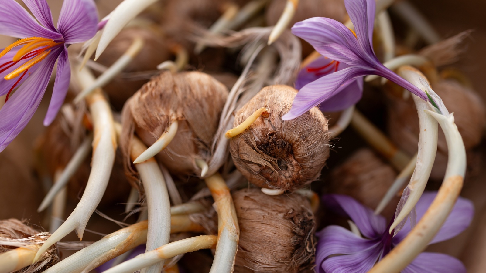 Crocus sativus corms producing pale shoots and purple flowers with red stigmas