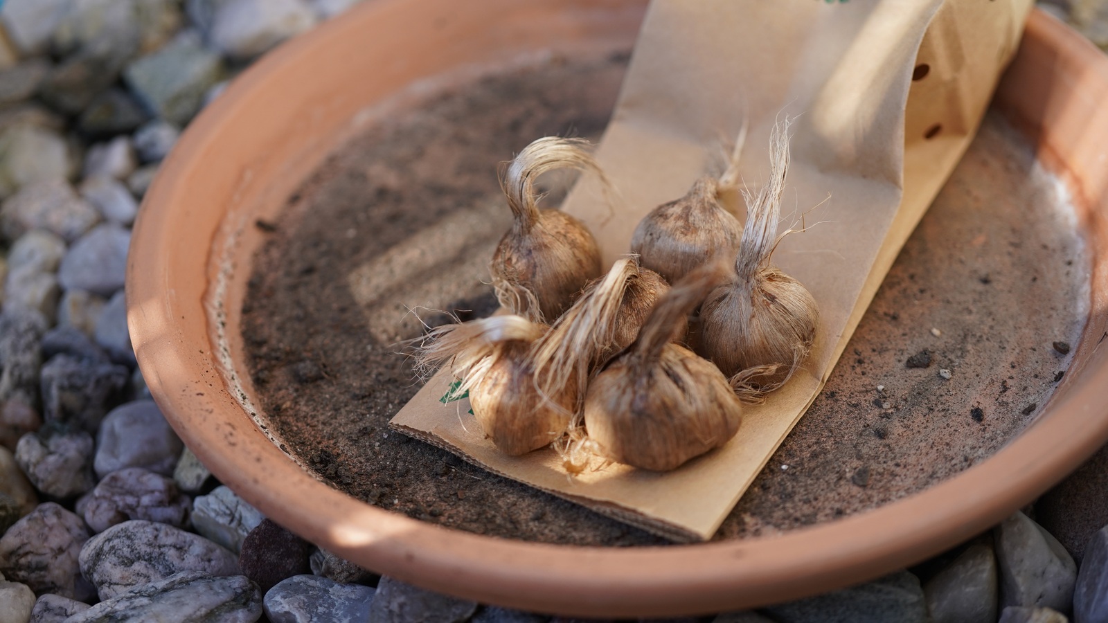 Firm brown saffron corms on an open paper packet beside a terracotta saucer and soil
