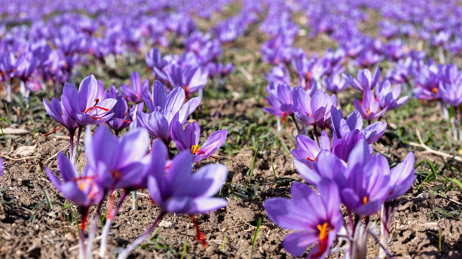 Purple saffron crocus flowers with red stigmas growing in rows of open soil
