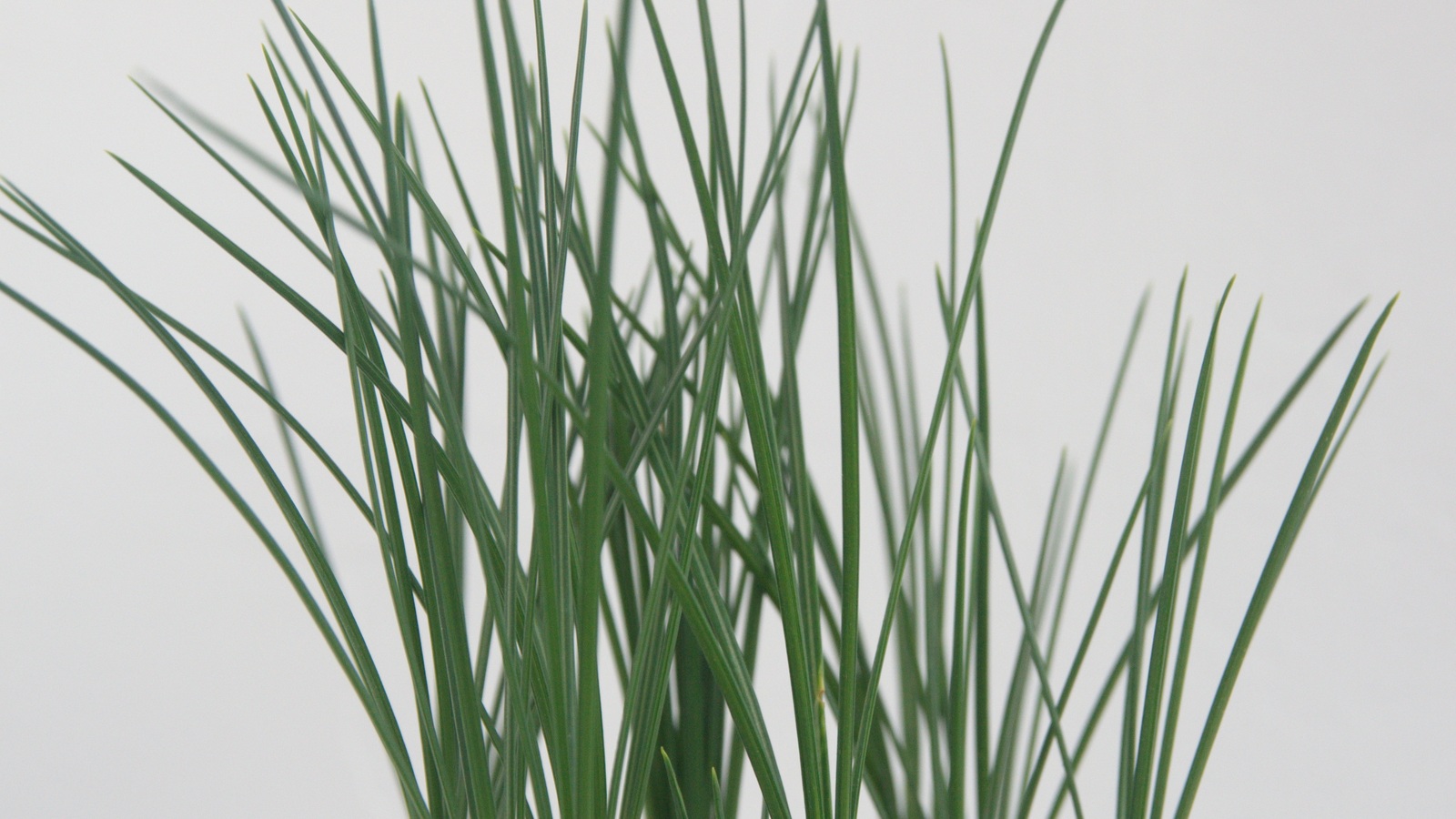 Long narrow green leaves growing from saffron shoots