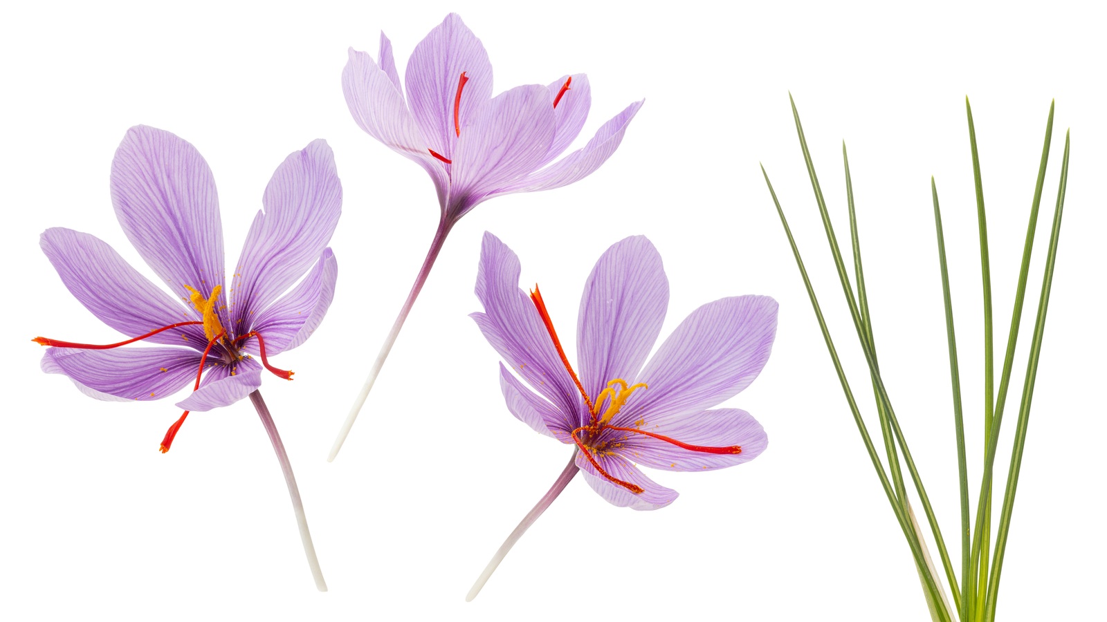 Three lilac Crocus sativus flowers with long red stigmas beside narrow green leaves
