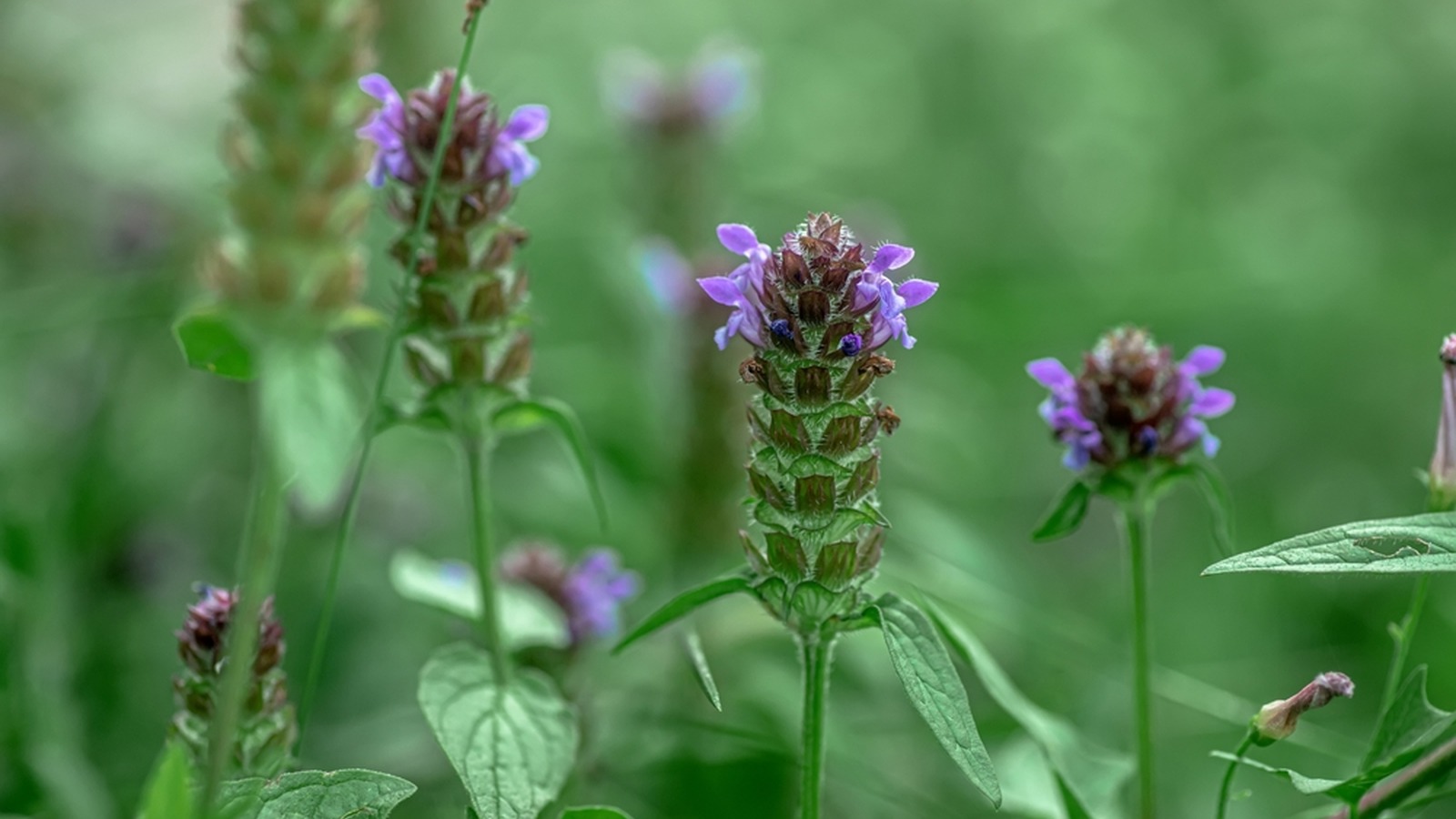 Purple self-heal flowers on short cylindrical flower heads among green leaves
