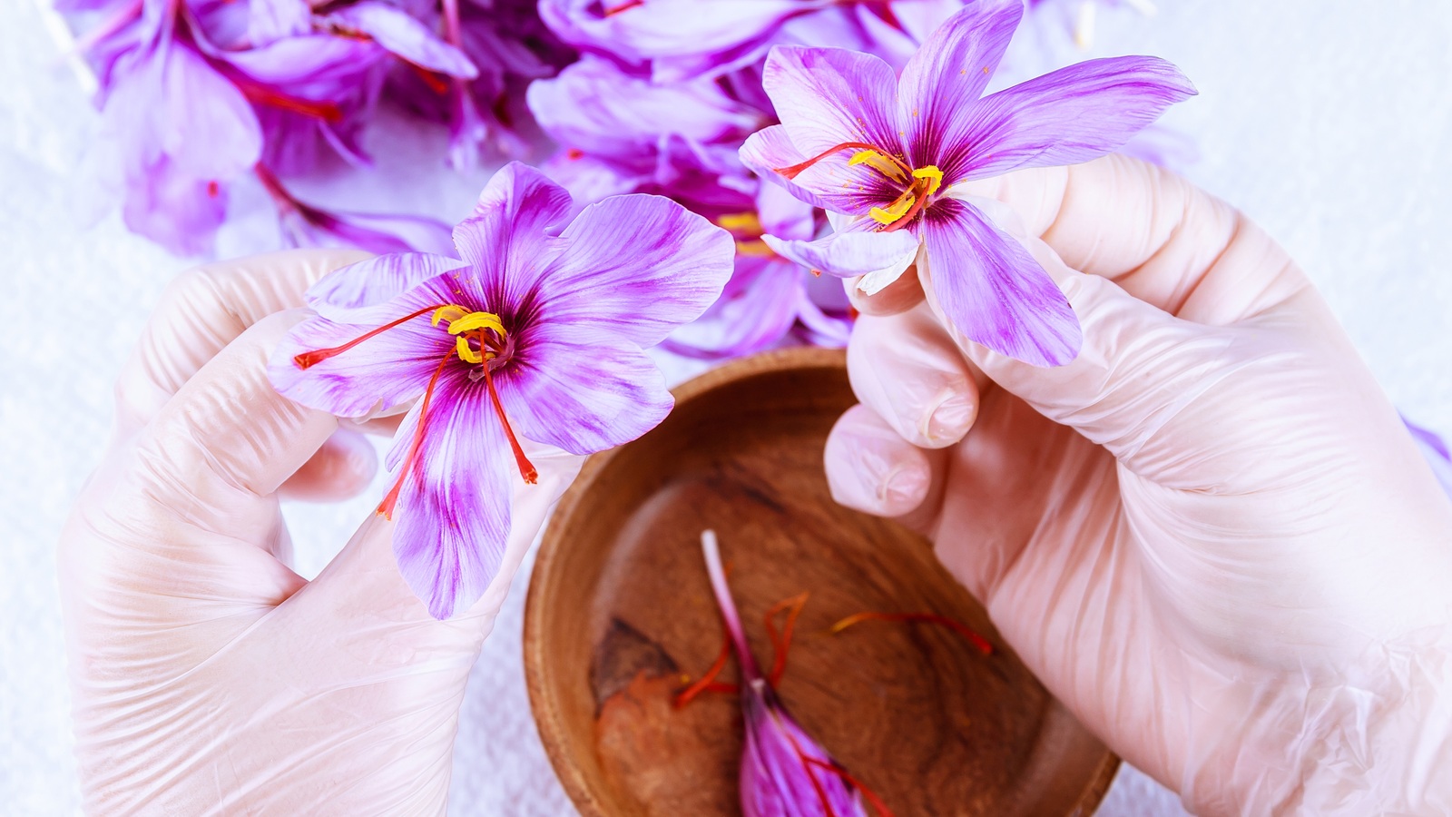 Gloved hands separating red saffron stigmas from purple Crocus sativus flowers over a bowl
