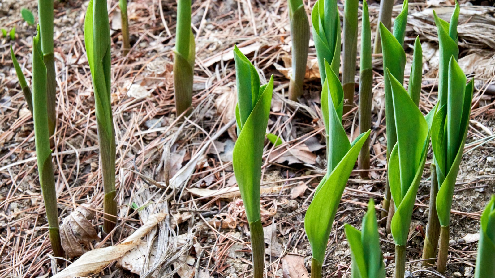 Green hosta shoots emerging among loose dry pine needles