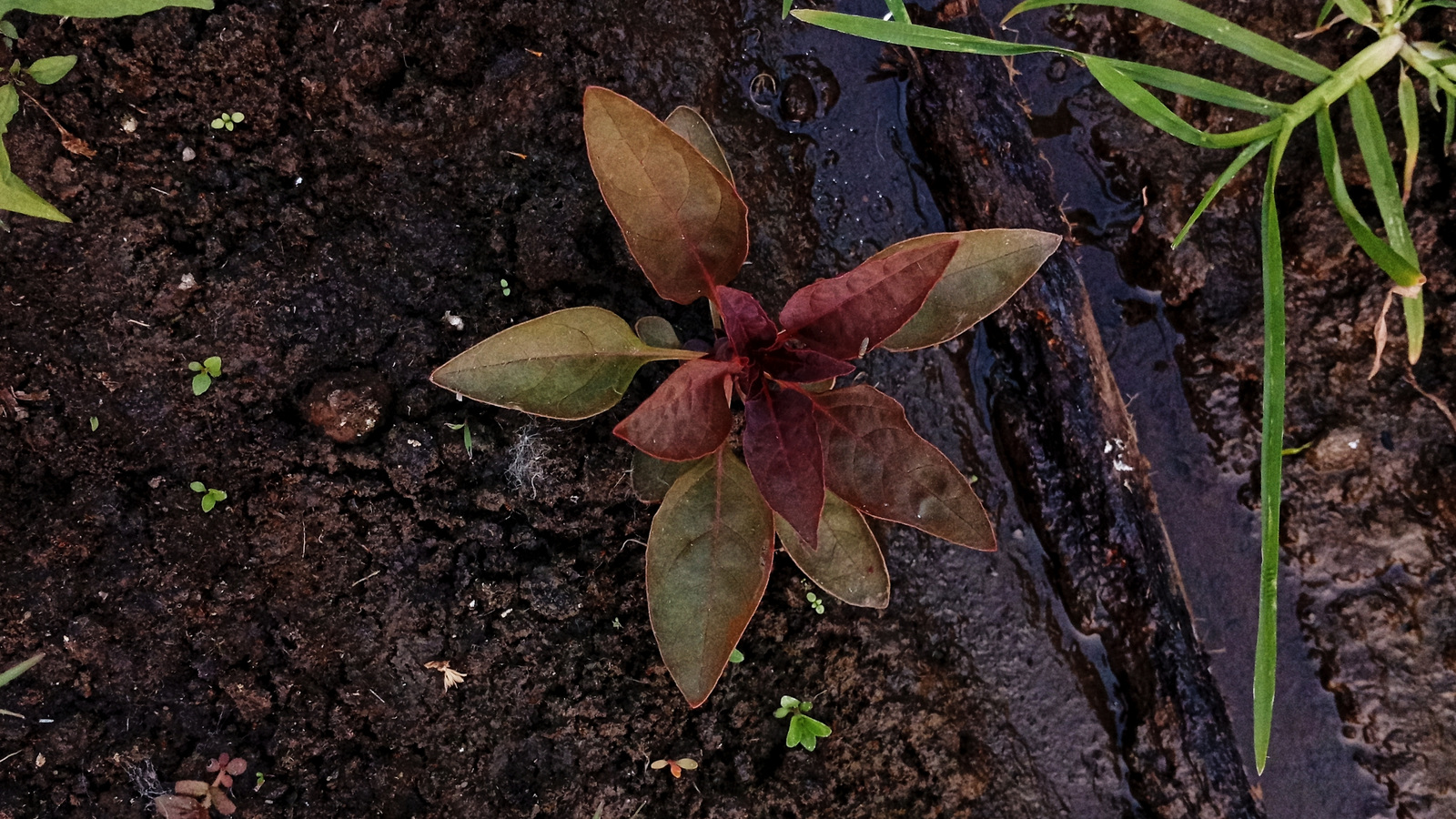 Small red and green amaranth seedling growing in garden soil