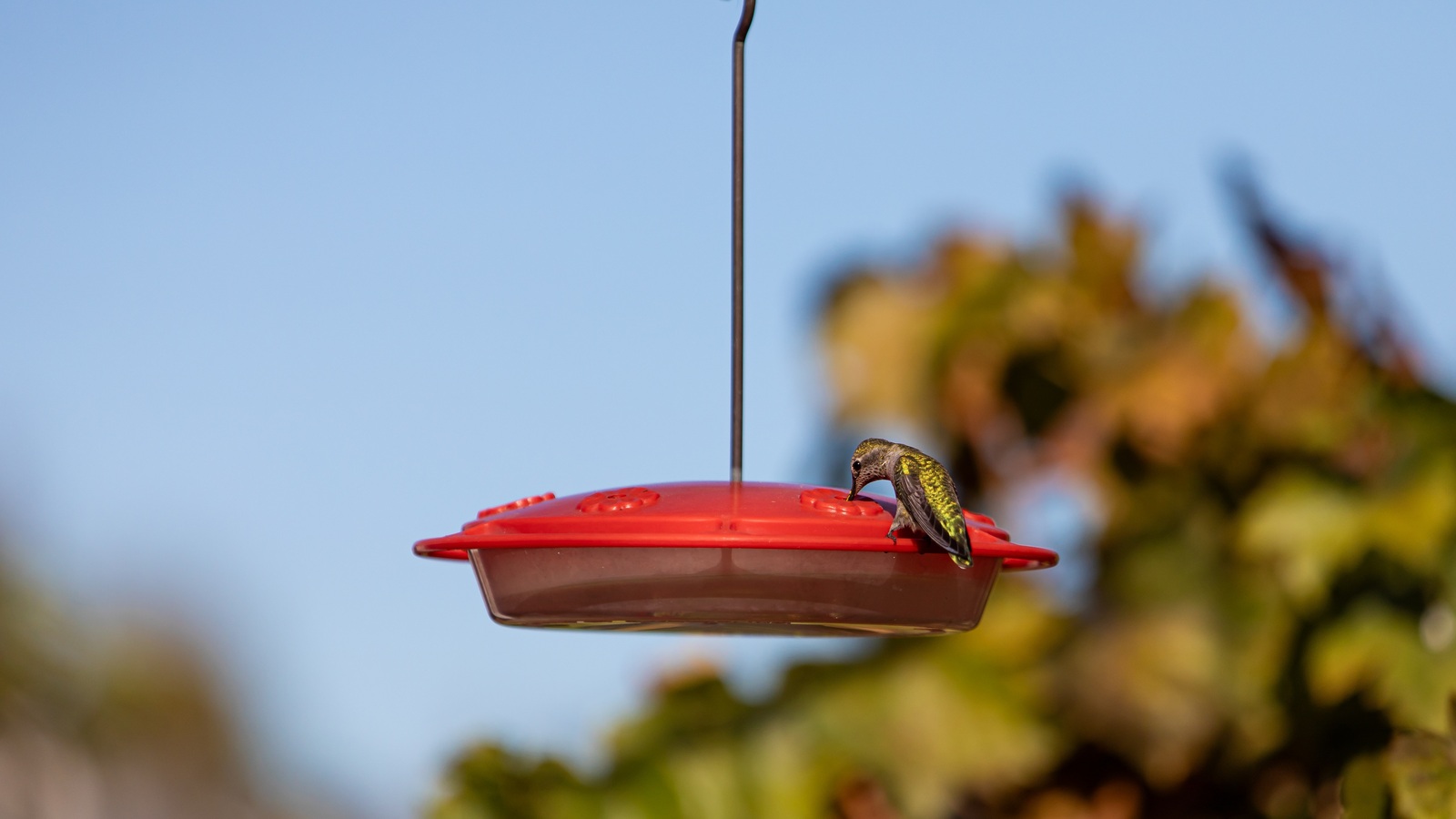 A hummingbird perched on a shallow red saucer-style feeder