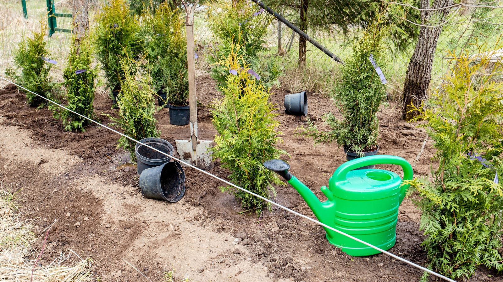 Young hedge plants spaced along a garden line beside a watering can and empty nursery pots