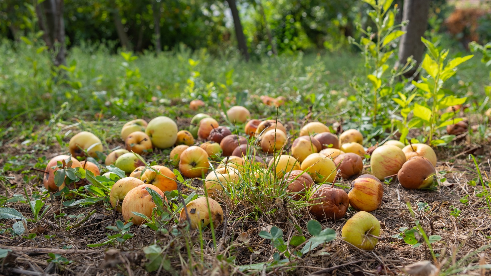 Fallen apples with bruising and decay beneath an apple tree