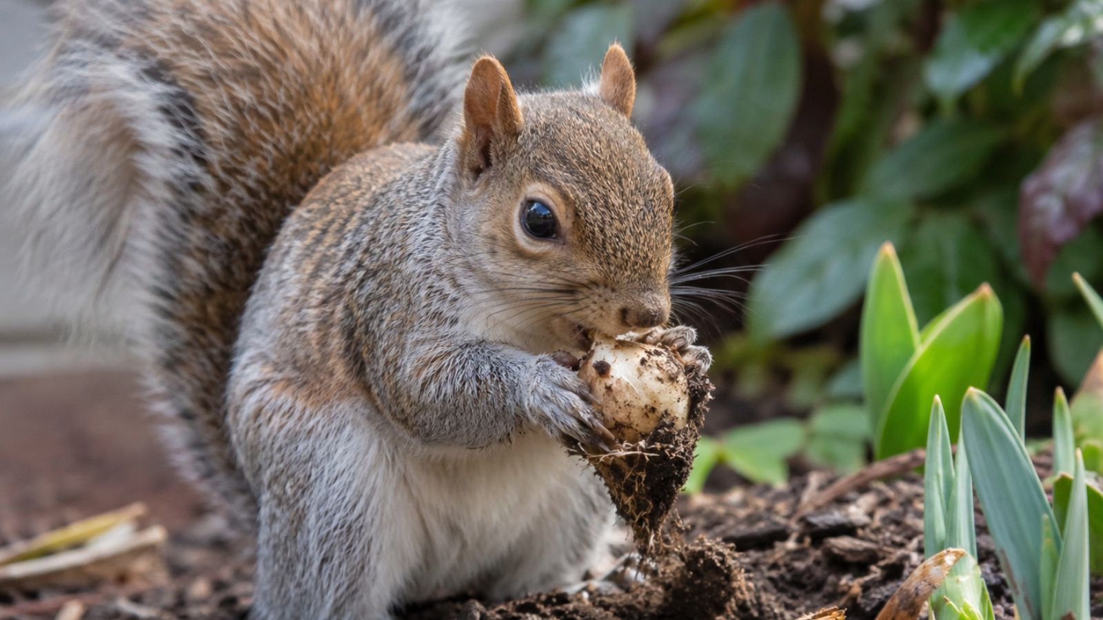 squirrel eating spring bulb