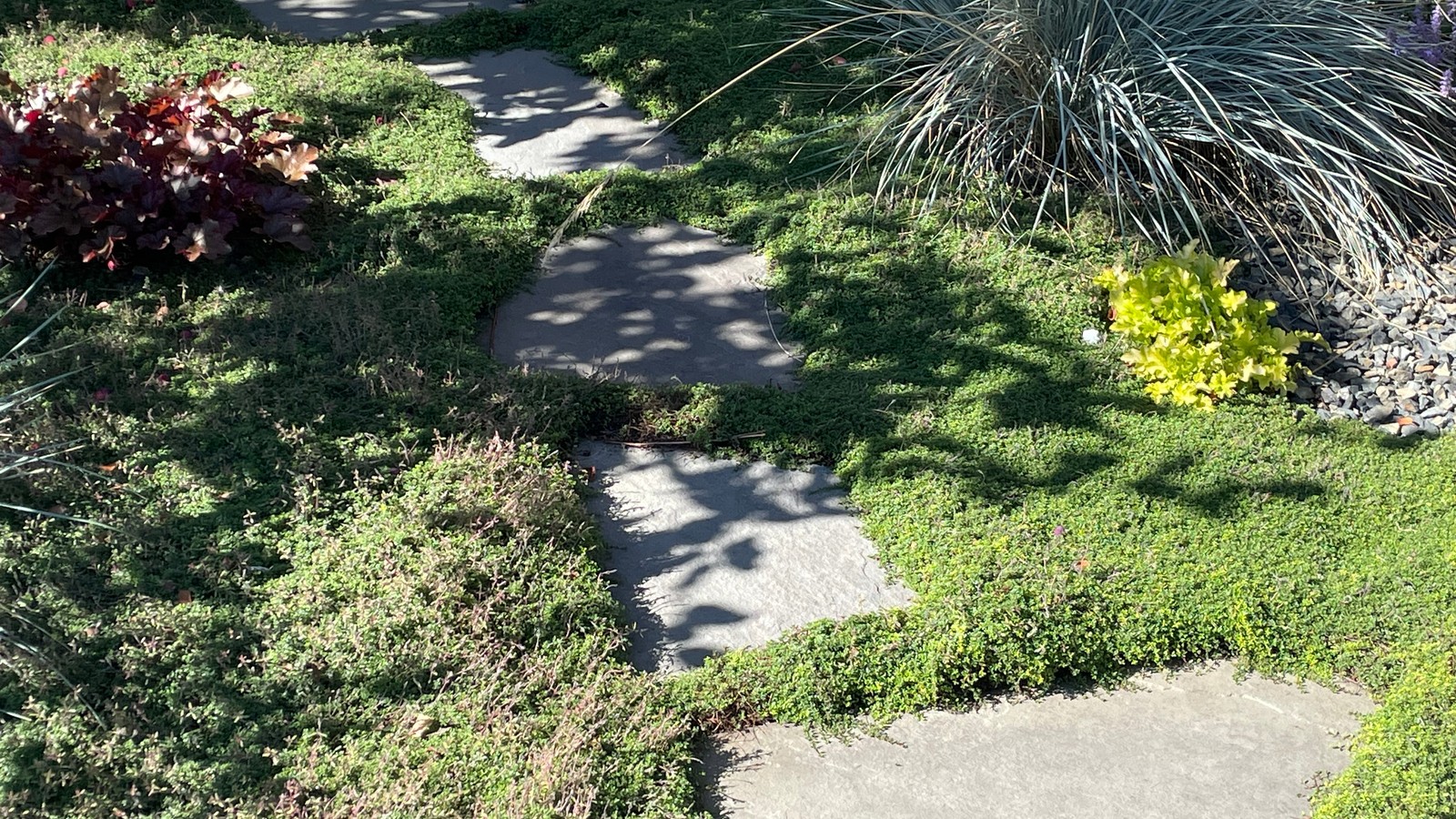 A stepping-stone garden path surrounded by low-growing thyme and ornamental plants