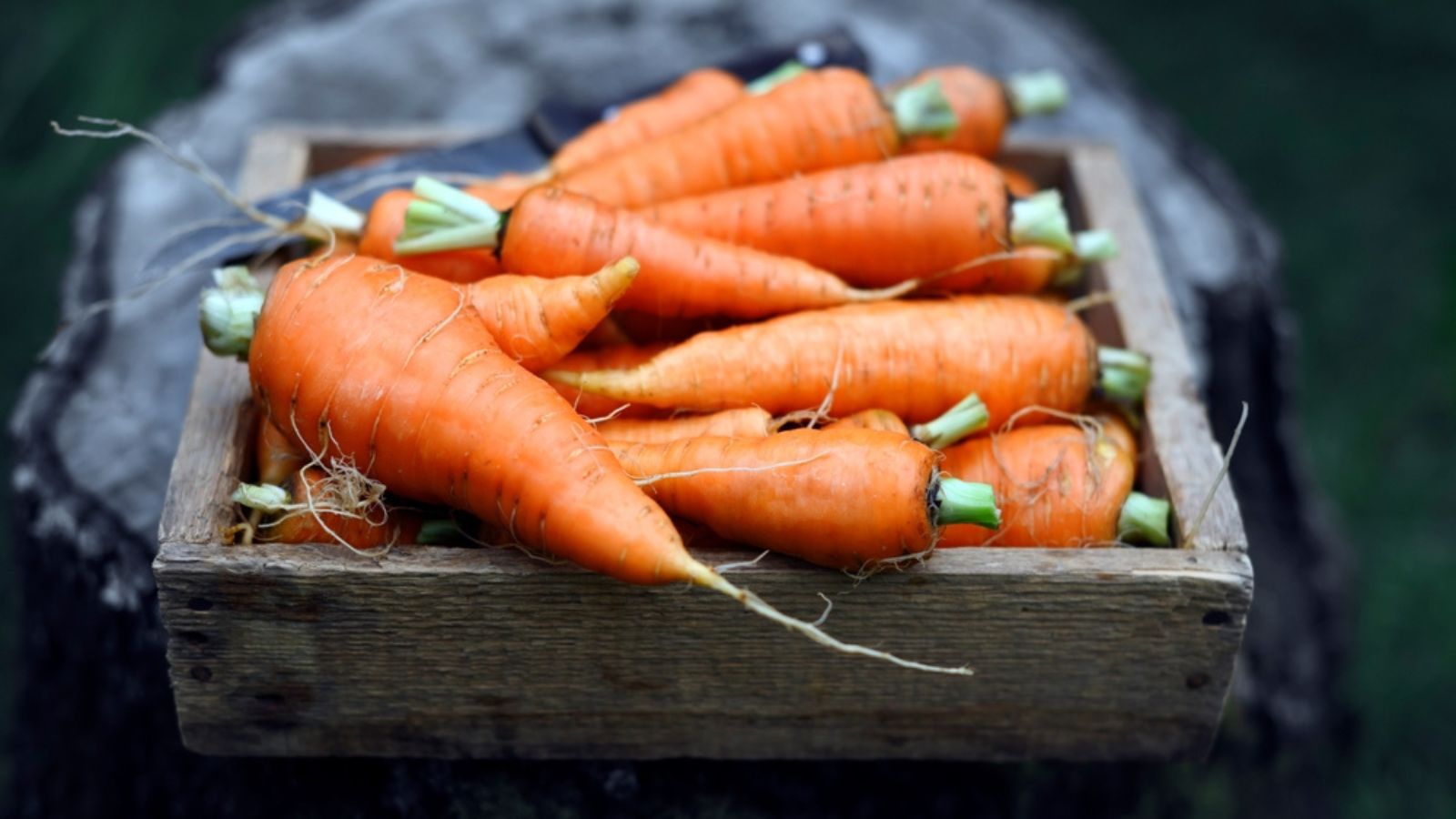 storing carrots