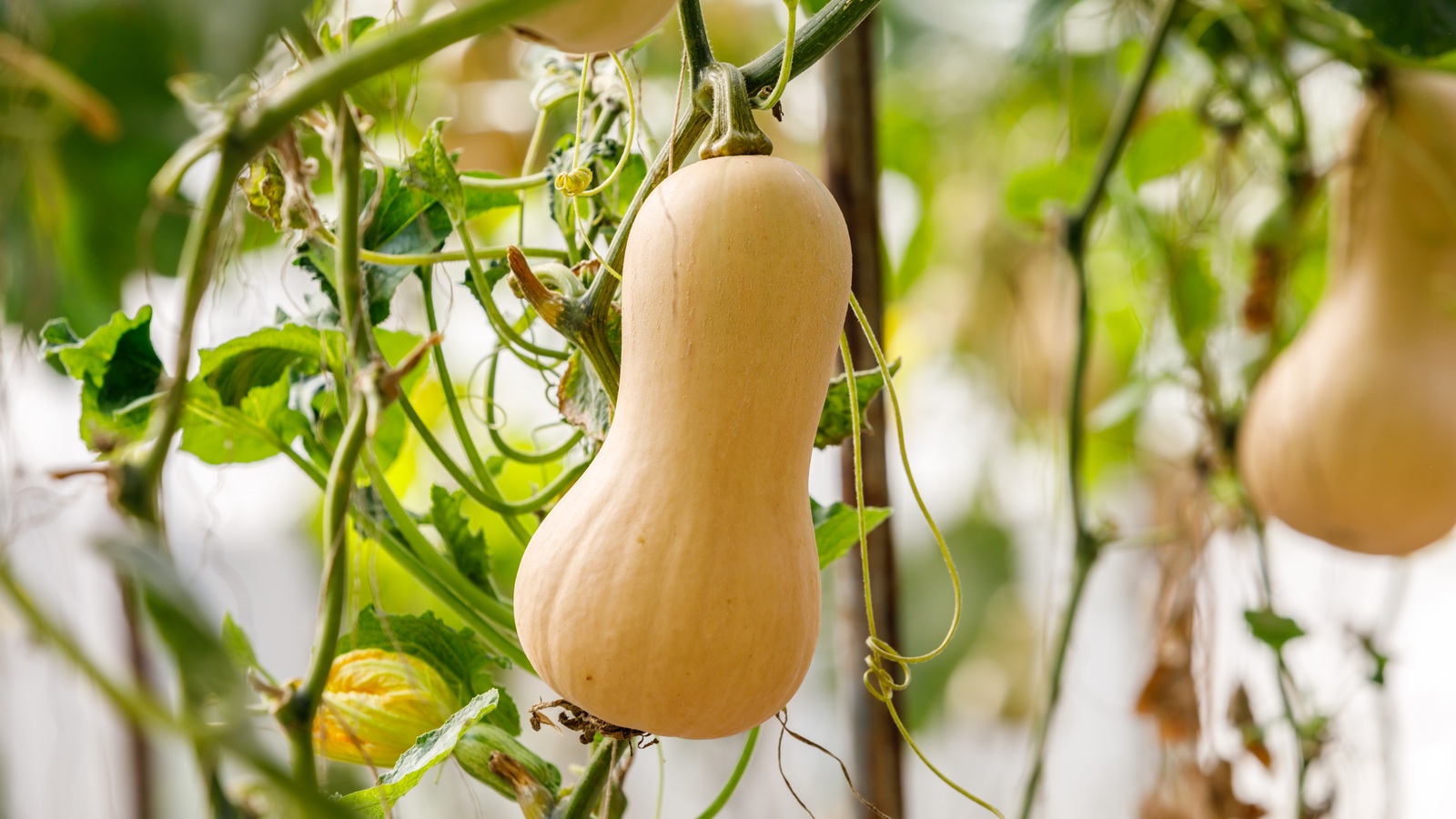 Tan butternut squash hanging from a leafy vine