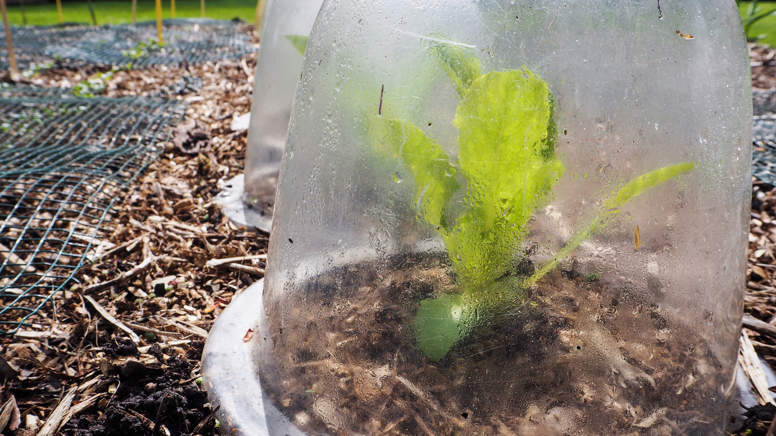 Small lettuce plant protected by a rigid clear plastic container used as a cloche