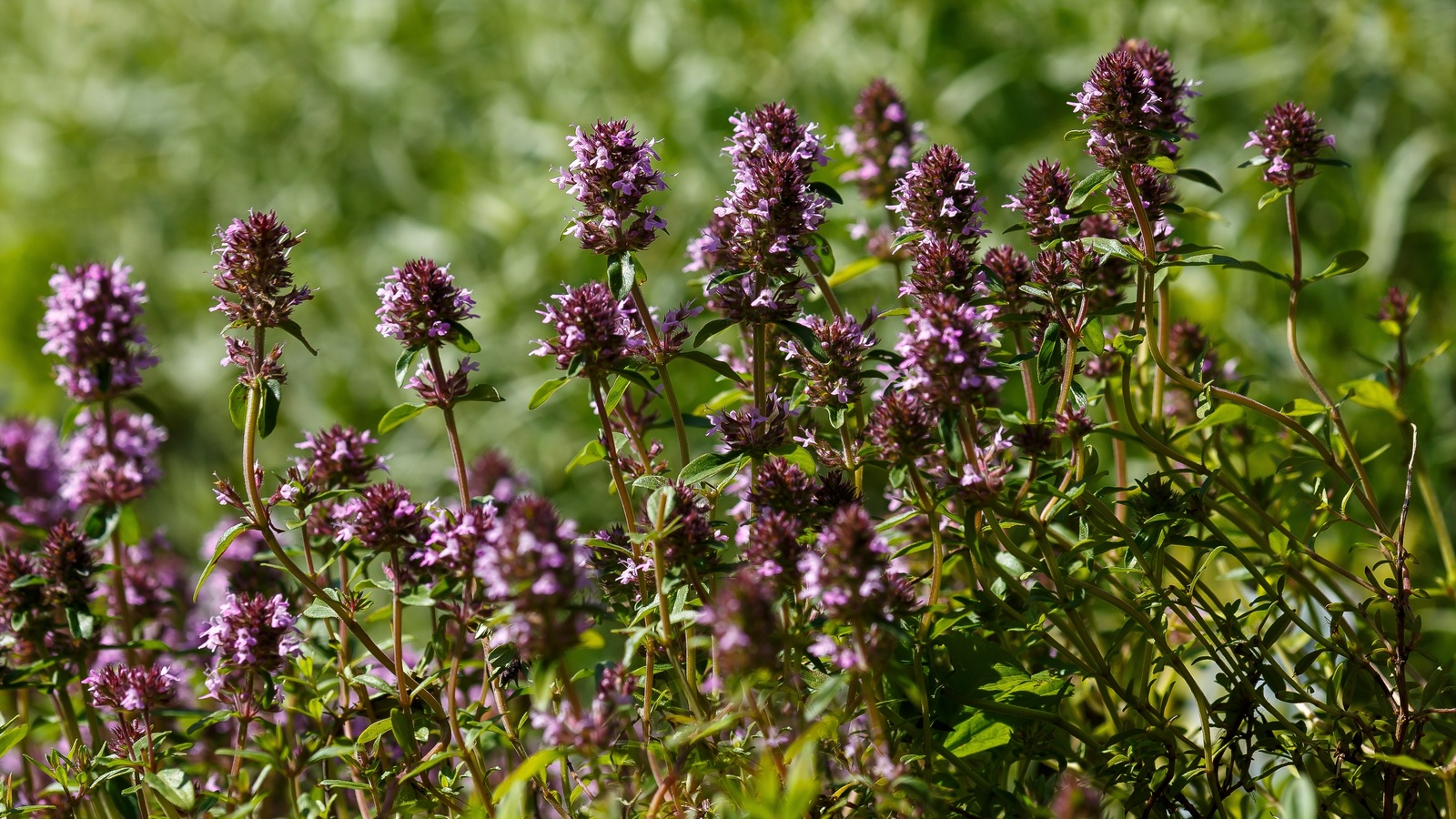 Thyme stems with purple flowers and dark fading flower heads