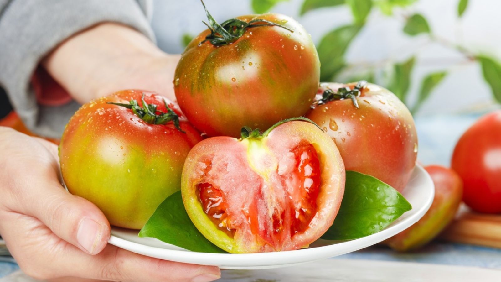 tomatoes ripening