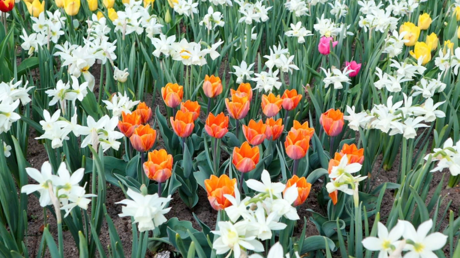 tulips surrounded by daffodils
