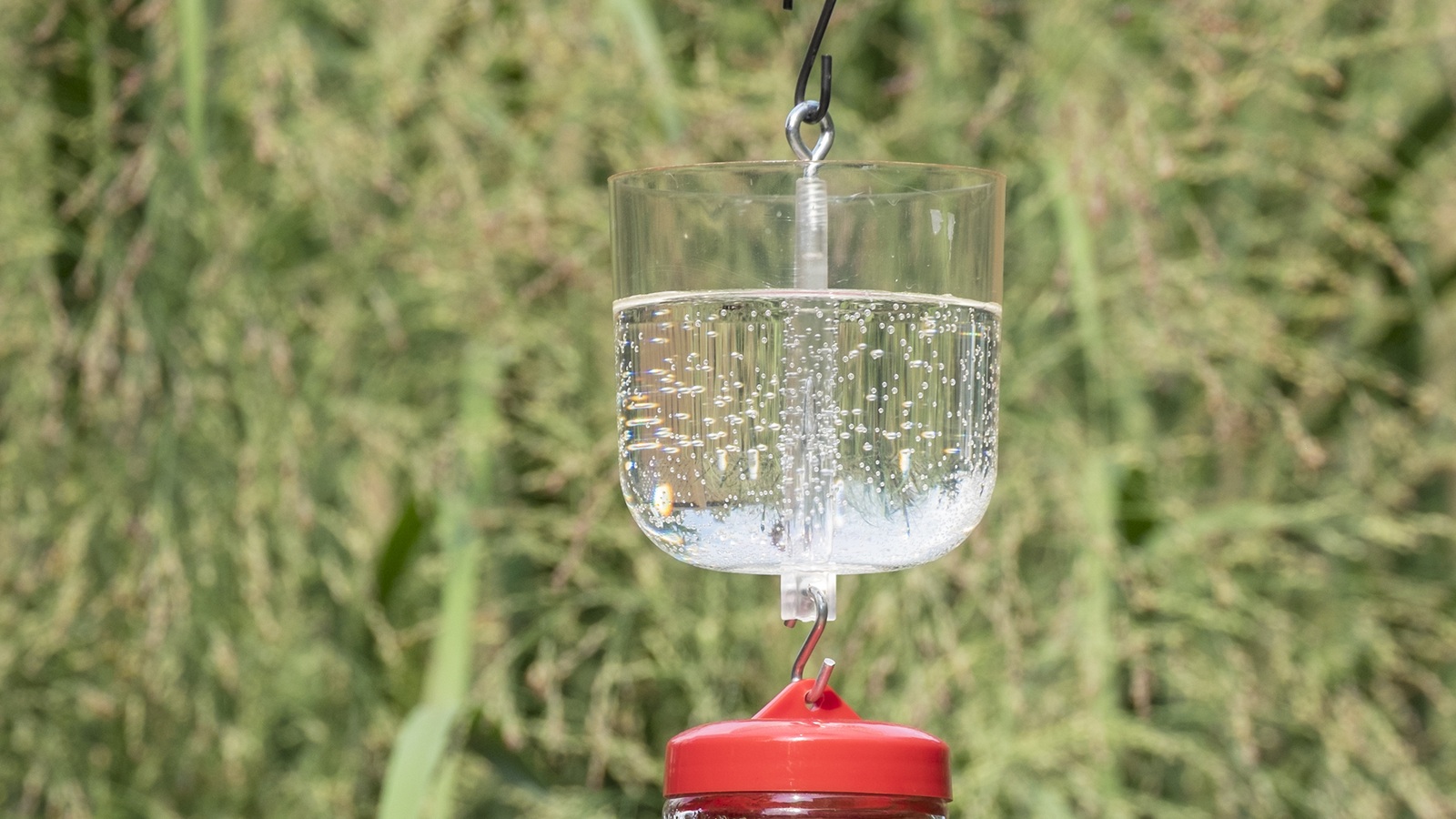 A clear water-filled ant moat suspended above a hummingbird feeder’s red cap