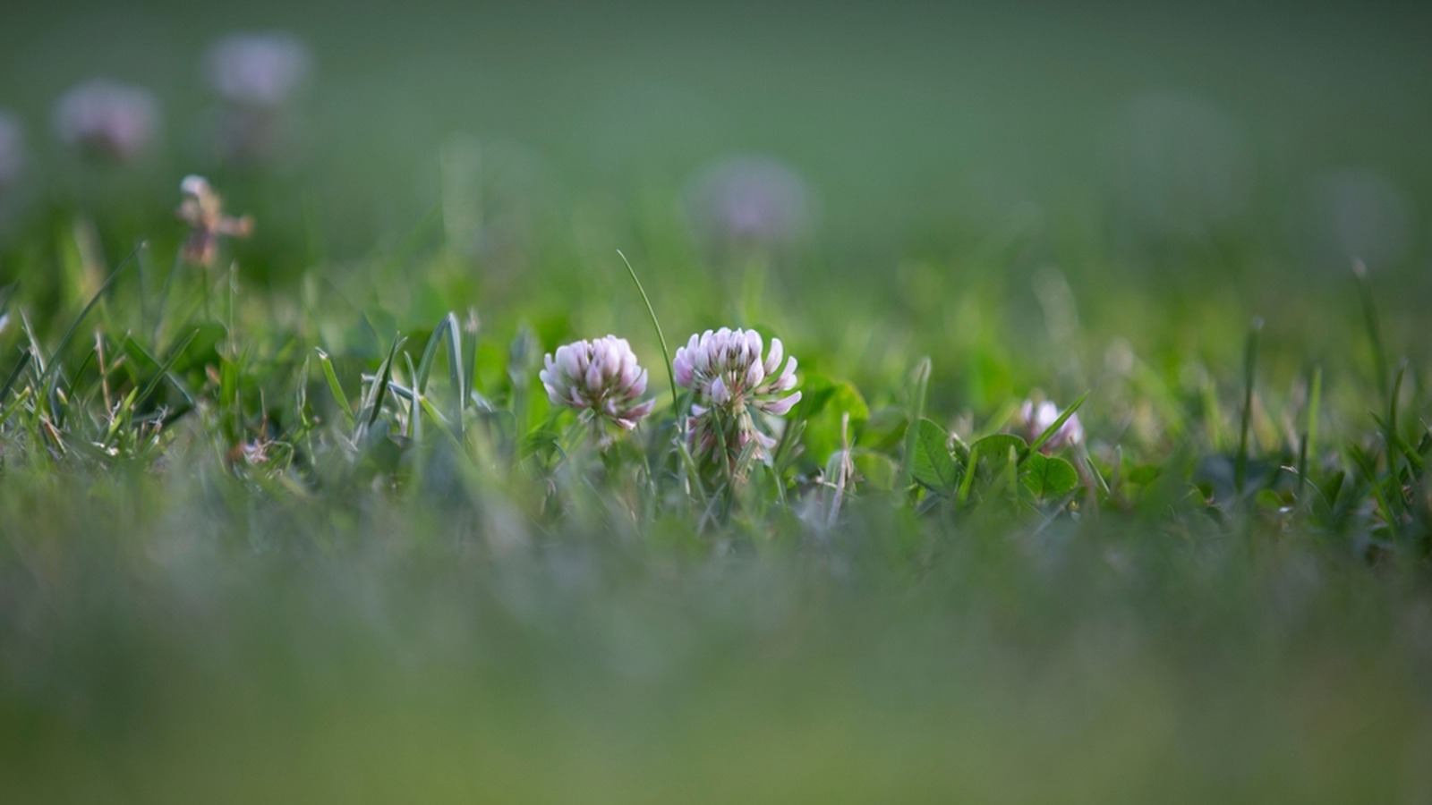 White clover flower among green clover leaves