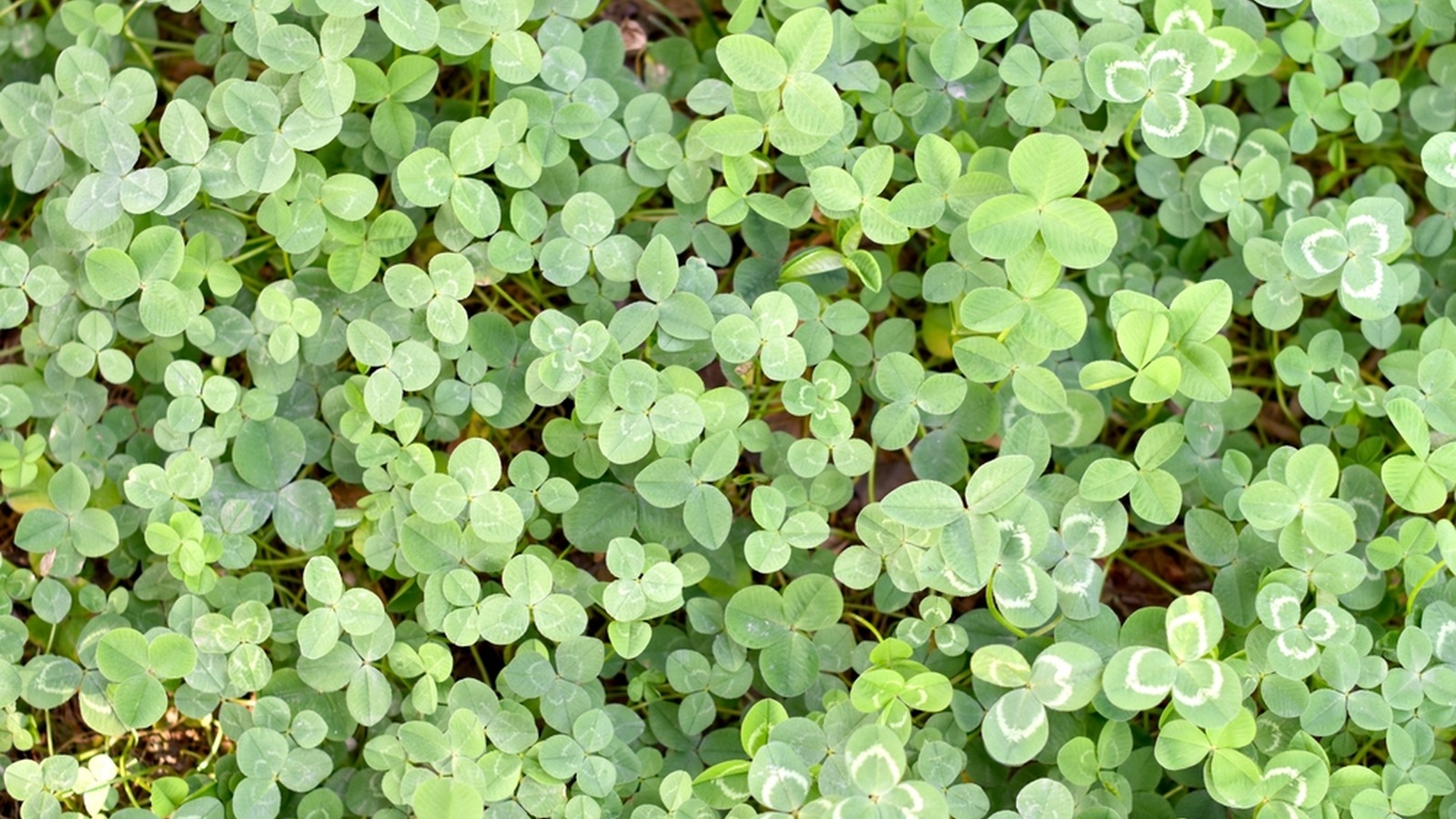 Dense ground cover of white clover leaves
