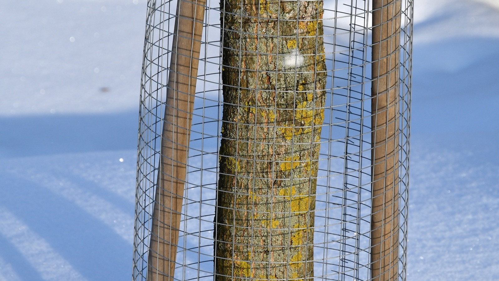 A wire mesh guard protecting a young tree trunk above snow