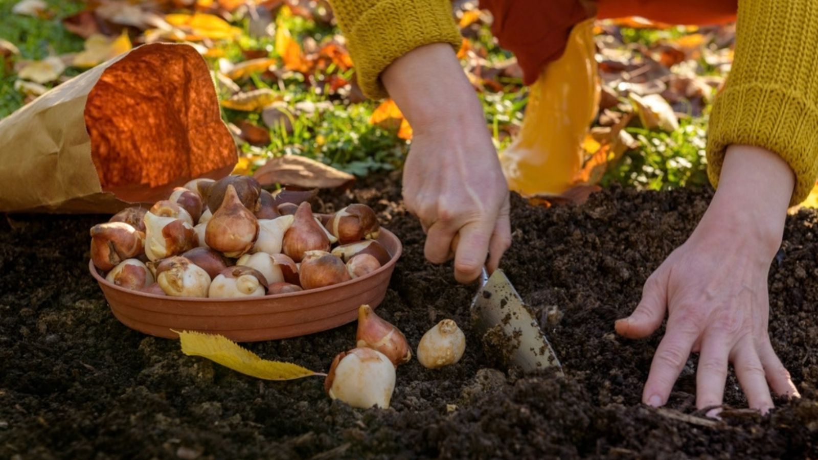 woman planting flower bulbs