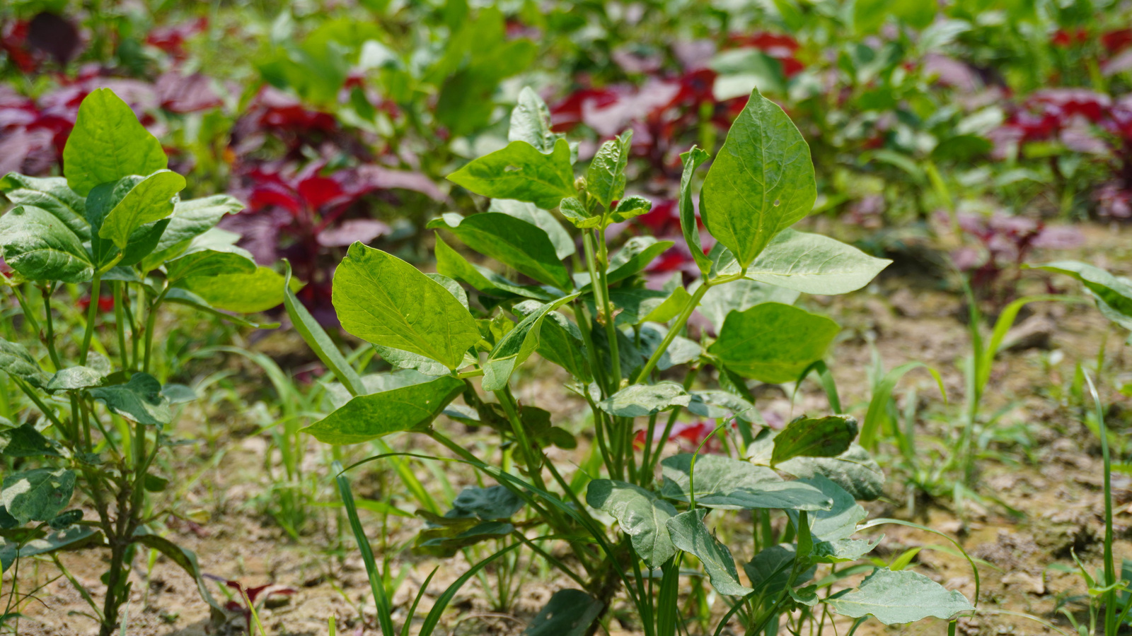 Young green amaranth plants growing in a cultivated bed with red plants behind them